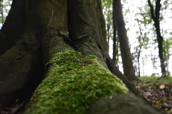 Plantes Pour Fond Naturel Série Nature — Photo