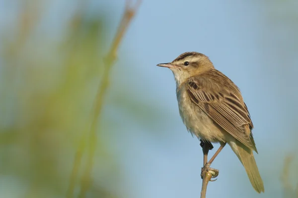 Wild Bird Natural Habitat Nature Series — Stock Photo, Image