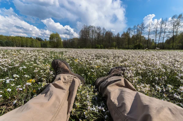 Blumen Als Farbenfroher Hintergrund Makrofoto Naturserie — Stockfoto