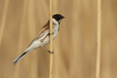 Doğal ortamdaki vahşi kuş, doğa serisi.