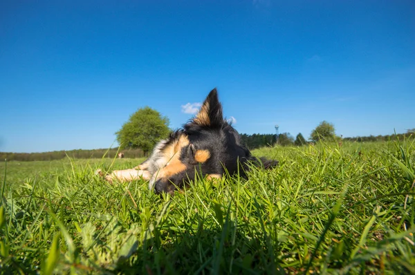 晴れた日の動物シリーズの面白い犬 — ストック写真