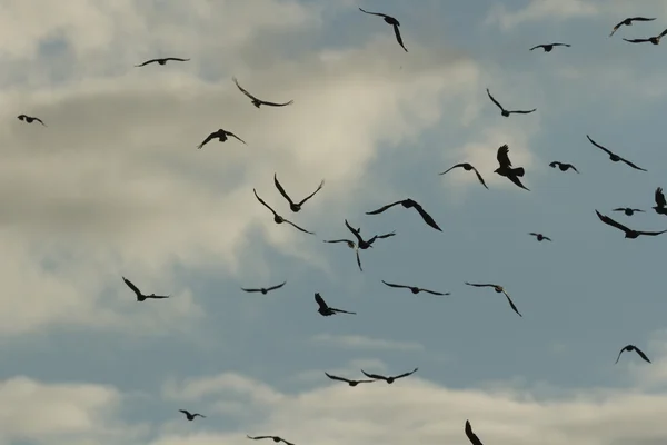 Viele Vögel Ihrem Natürlichen Lebensraum Naturreihen — Stockfoto