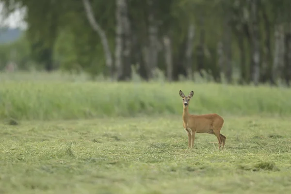 Cerfs Captivité Cerfs Cage Série Nature — Photo