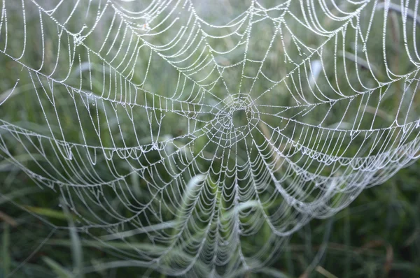 Spinnenweb Met Kleurrijke Achtergrond Natuur Serie — Stockfoto