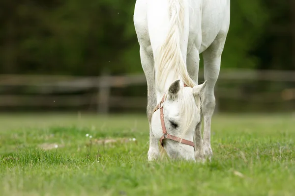 Koń Polu Zwierzęta Gospodarskie Seria Przyroda — Zdjęcie stockowe