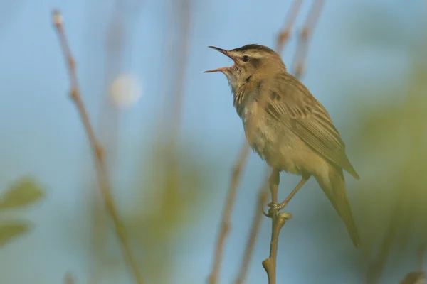 Wild Bird Natural Habitat Nature Series — Stock Photo, Image