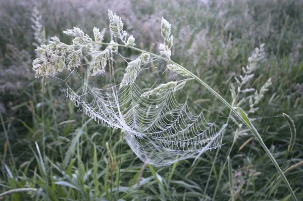 Spinnenweb Met Kleurrijke Achtergrond Natuur Serie — Stockfoto