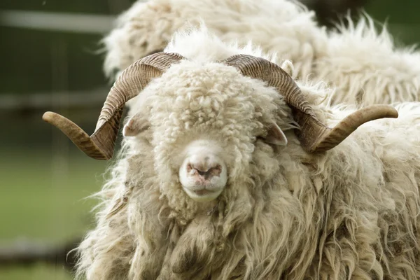 Owce Trawie Błękitnego Nieba Niektóre Patrząc Kamery — Zdjęcie stockowe