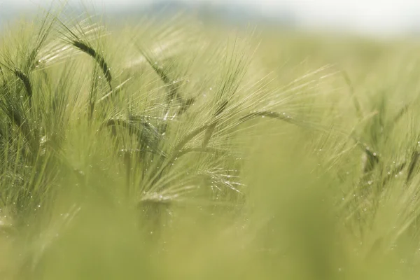 Champ Agricole Nature Agriculture Série Agricole — Photo