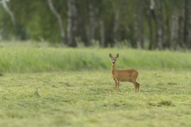 esir içinde geyik, bir kafes geyik, Doğa Serisi