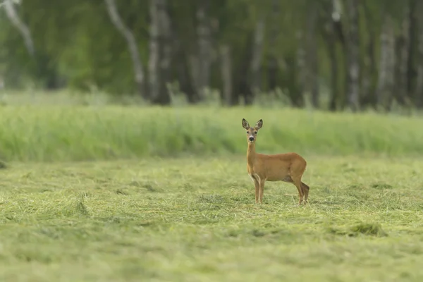 Hirsch Gefangenschaft Hirsch Käfig Naturserie — Stockfoto