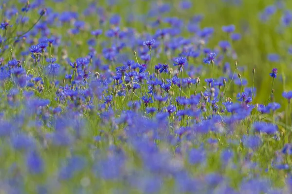 Flores Como Fundo Colorido Foto Macro Série Natureza — Fotografia de Stock