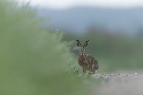 Schattig Grijze Hazen Staande Het Gras Natuur Serie — Stockfoto