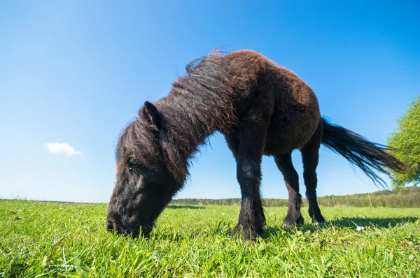 Horse Field Farm Animals Nature Series — Stock Photo, Image