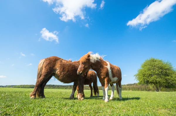 Häst Åker Lantbruksdjur Naturserie — Stockfoto