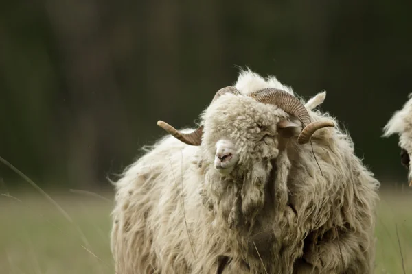 Moutons Sur Herbe Avec Ciel Bleu Certains Regardant Caméra — Photo