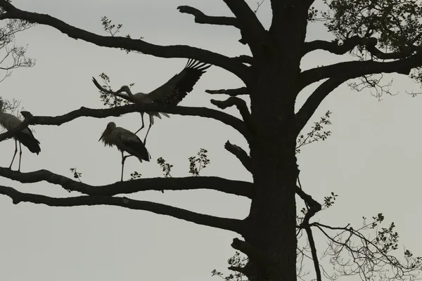 コウノトリは自然シリーズ 晴れた日に緑の草 — ストック写真