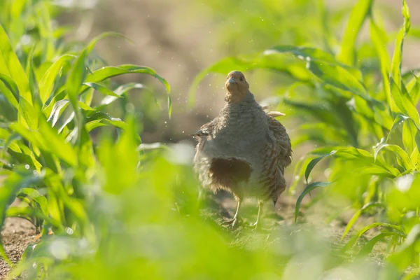 Landwirtschaftlicher Bereich Natur Und Landwirtschaft — Stockfoto