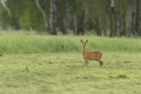 捕虜の鹿 ケージの鹿 自然シリーズ — ストック写真