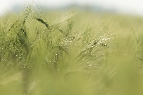 Agricultural Field Nature Agriculture Farming Series — Stock Photo, Image