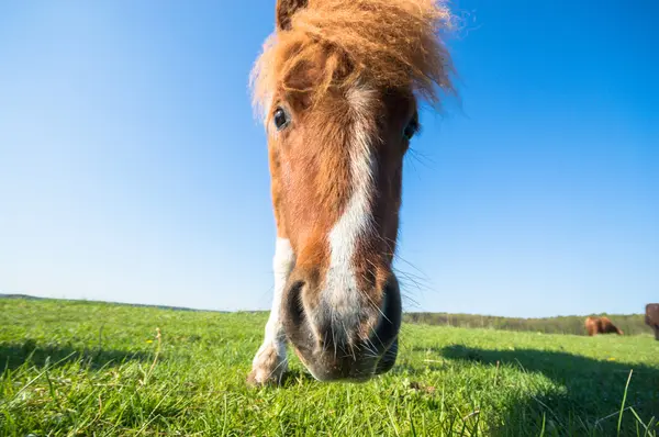 Horse Field Farm Animals Nature Series — Stock Photo, Image