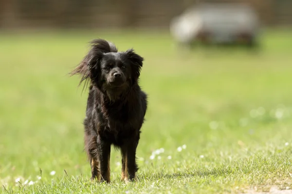 Chien Drôle Dans Journée Ensoleillée Série Animaux — Photo