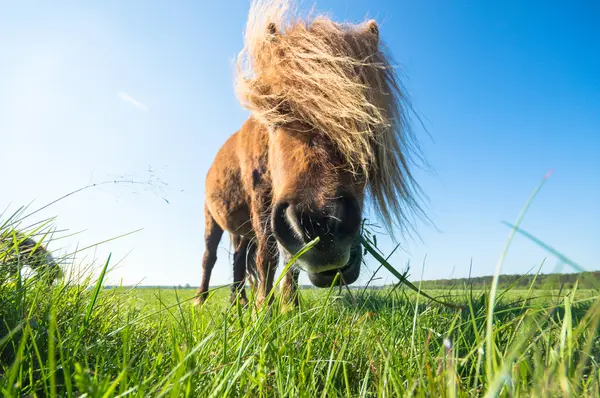 Horse Field Farm Animals Nature Series — Stock Photo, Image