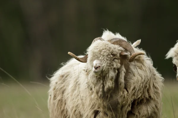 Schafe Auf Gras Mit Blauem Himmel Einige Blicken Die Kamera — Stockfoto