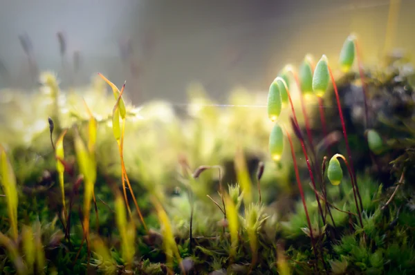 植物天然的背景 自然系列 — 图库照片