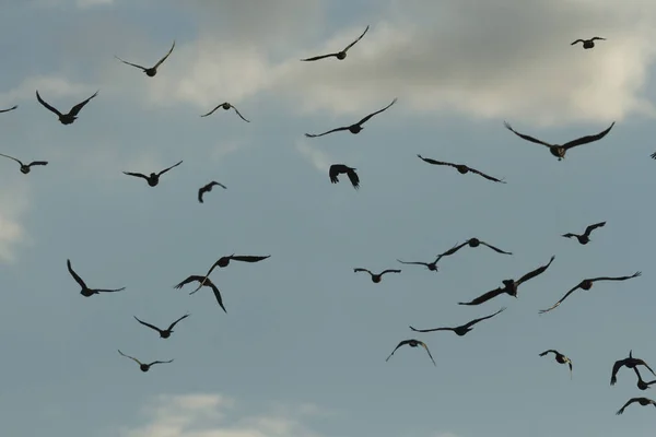 Viele Vögel Ihrem Natürlichen Lebensraum Naturreihen — Stockfoto