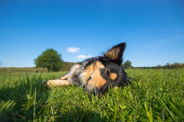 Funny Pes Slunečný Den Zvířata Série — Stock fotografie