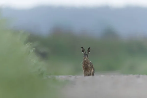 Simpatica Lepre Grigia Piedi Sull Erba Serie Natura — Foto Stock