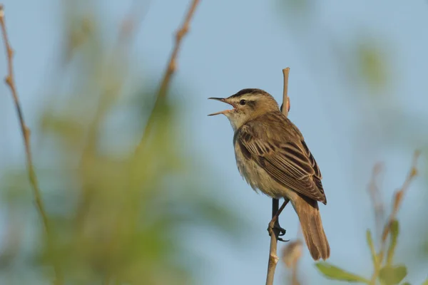 Vilda Fåglar Naturliga Livsmiljöer Naturserier Stockbild