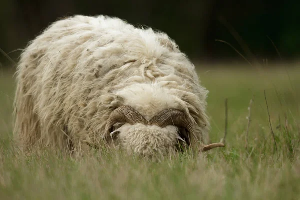 Owce Trawie Błękitnego Nieba Niektóre Patrząc Kamery — Zdjęcie stockowe