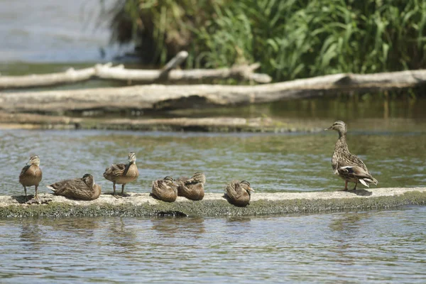 Viele Vögel Ihrem Natürlichen Lebensraum Naturreihen — Stockfoto