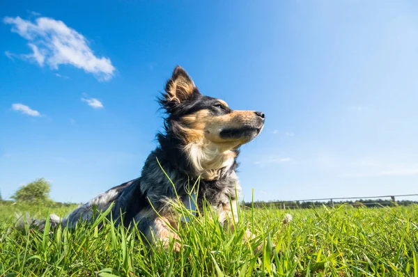 Lustiger Hund Bei Sonnigem Tag Tierserie — Stockfoto