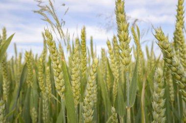Altın buğday tarlası ve mavi gökyüzü, tarım tarlası