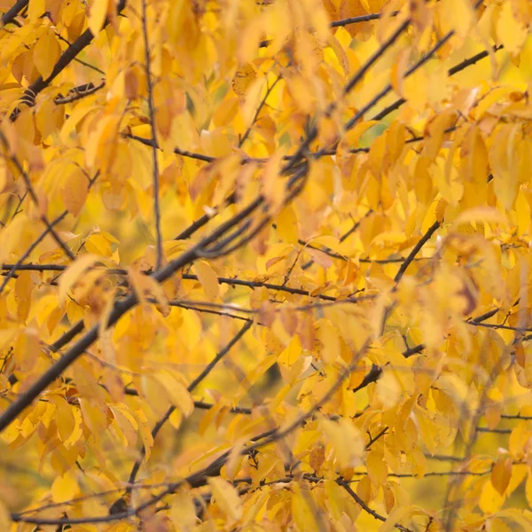 自然背景与色的叶子 自然系列 — 图库照片