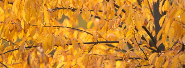 Fundo Natural Com Folhas Coloridas Série Natureza — Fotografia de Stock