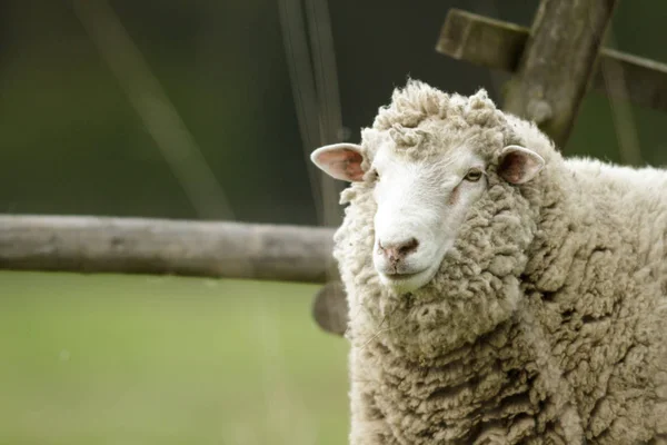 Schapen Gras Met Blauwe Hemel Sommige Kijken Naar Camera — Stockfoto