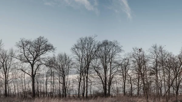 Gamla Stora Träd Färgbakgrund Med Blå Himmel Natur Serien — Stockfoto