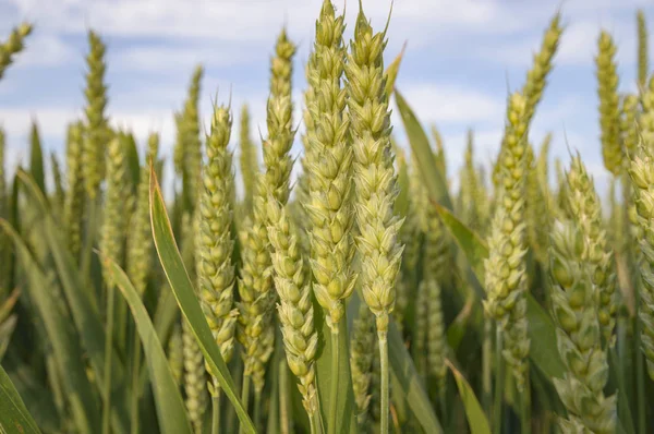 Champ Blé Doré Ciel Bleu Champ Agricole — Photo