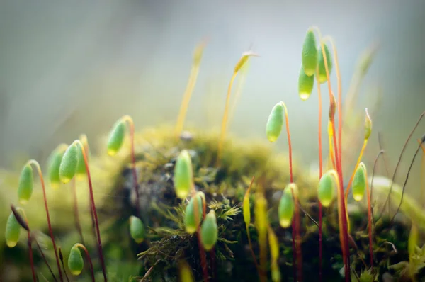 植物天然的背景 自然系列 — 图库照片