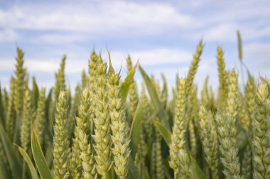 tarım alanı, doğa ve serisi tarım tarım