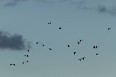 doğal ortamlarında, doğa serisi birçok kuş