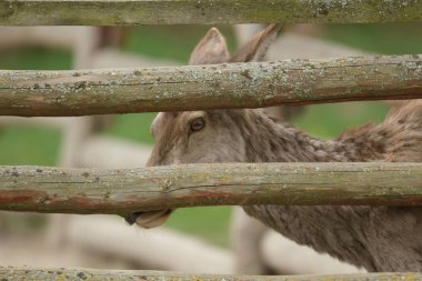 esir içinde geyik, bir kafes geyik, Doğa Serisi