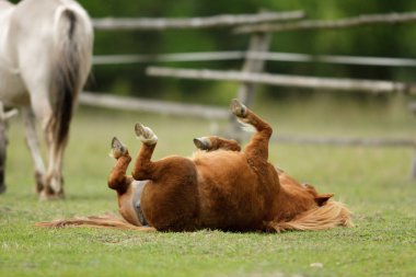 Tarladaki at, çiftlik hayvanları, doğa serisi.