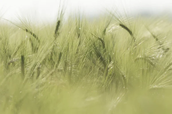 農業分野 自然と農業農業シリーズ — ストック写真