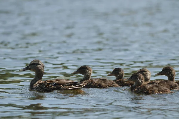 Viele Vögel Ihrem Natürlichen Lebensraum Naturreihen — Stockfoto