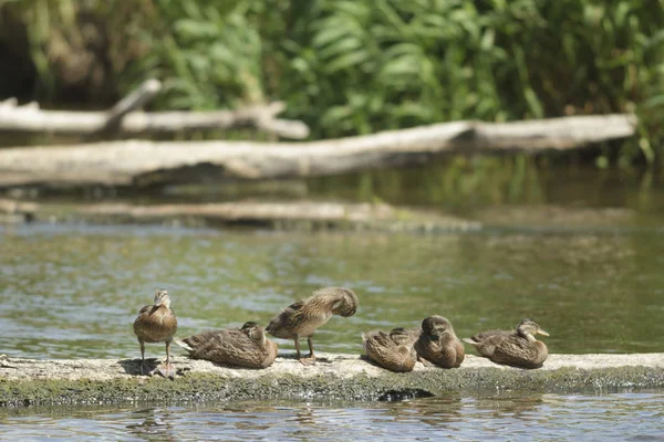 Veel Vogels Hun Natuurlijke Habitat Natuur Serie — Stockfoto